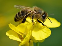 abelha europeia