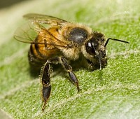 abelha africanizada